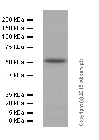 Western blot - Anti-APG5L/ATG5 antibody [EPR1755(2)] (AB108327)
