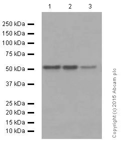 Western blot - Anti-APG5L/ATG5 antibody [EPR1755(2)] (AB108327)