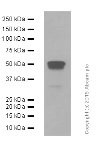 Western blot - Anti-APG5L/ATG5 antibody [EPR1755(2)] (AB108327)