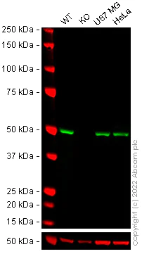 Western blot - Anti-APG5L/ATG5 antibody [EPR1755(2)] - BSA and Azide free (AB221604)