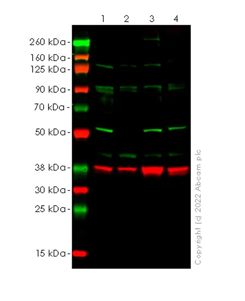 Western blot - Anti-APG5L/ATG5 antibody [EPR1755(2)] - Mouse IgG1 (Chimeric) (AB307842)