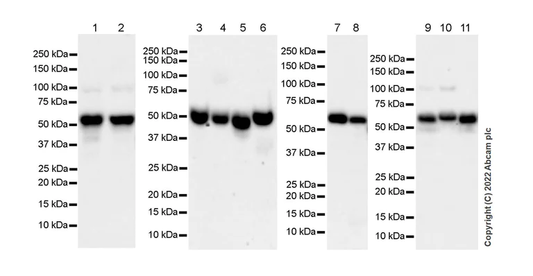 Western blot - Anti-APG5L/ATG5 antibody [EPR1755(2)] - Mouse IgG1 (Chimeric) (AB307842)