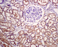 Immunohistochemistry (Formalin/PFA-fixed paraffin-embedded sections) - Anti-APG5L/ATG5 antibody [EPR4797] (ab109490), expandable thumbnail