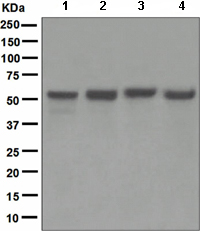 Western blot - Anti-APG5L/ATG5 antibody [EPR4797] (AB109490), expandable thumbnail