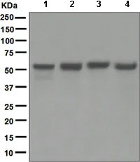 Western blot - Anti-APG5L/ATG5 antibody [EPR4797] (AB109490)