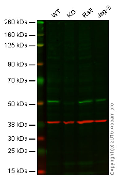 Western blot - Anti-APG5L/ATG5 antibody [EPR4797] (AB109490), expandable thumbnail