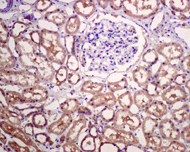 Immunohistochemistry (Formalin/PFA-fixed paraffin-embedded sections) - Anti-APG5L/ATG5 antibody [EPR4797] - BSA and Azide free (AB227084)