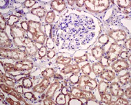 Immunohistochemistry (Formalin/PFA-fixed paraffin-embedded sections) - Anti-APG5L/ATG5 antibody [EPR4797] - BSA and Azide free (AB227084)