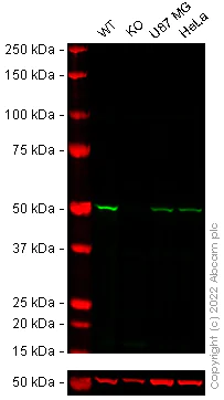 Western blot - Anti-APG5L/ATG5 antibody [EPR4797] - BSA and Azide free (AB227084)