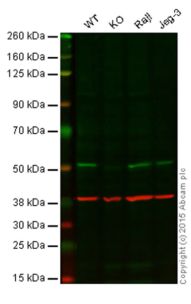 Western blot - Anti-APG5L/ATG5 antibody [EPR4797] - BSA and Azide free (AB227084)