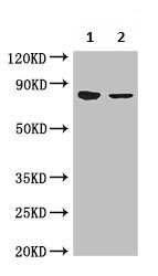 Western blot - Anti-APH antibody (AB236608), expandable thumbnail