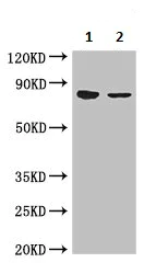 Western blot - Anti-APH antibody (AB236608)