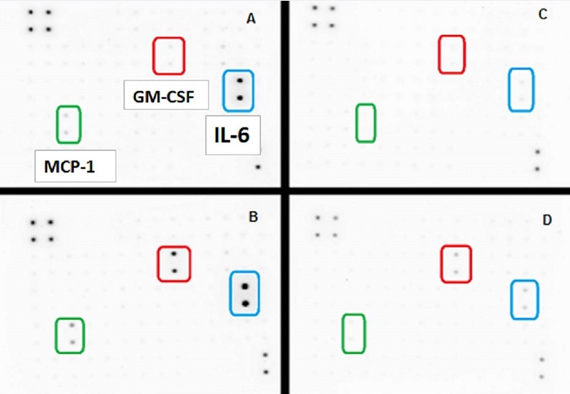 Functional Studies - Apigenin, Anticancer agent (AB120141), expandable thumbnail