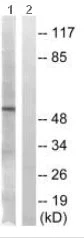 Western blot - Anti-APLF antibody (AB196502)