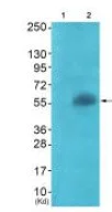 Western blot - Anti-APLF antibody (AB196502)