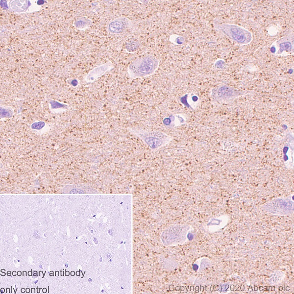 Immunohistochemistry (Formalin/PFA-fixed paraffin-embedded sections) - Anti-APLP1 antibody [AP1] (AB273448), expandable thumbnail
