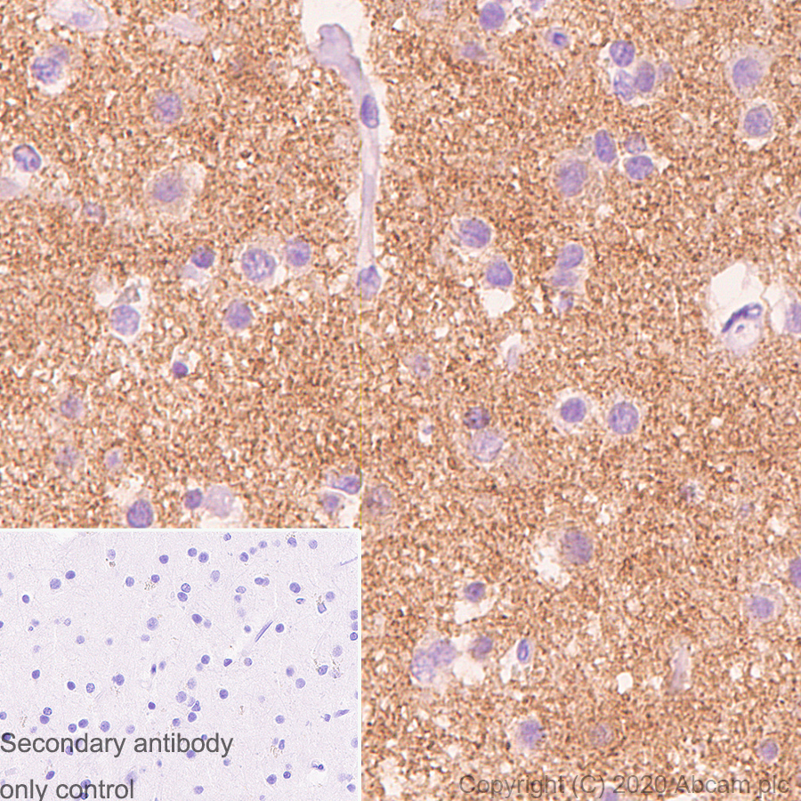 Immunohistochemistry (Formalin/PFA-fixed paraffin-embedded sections) - Anti-APLP1 antibody [AP1] (AB273448), expandable thumbnail
