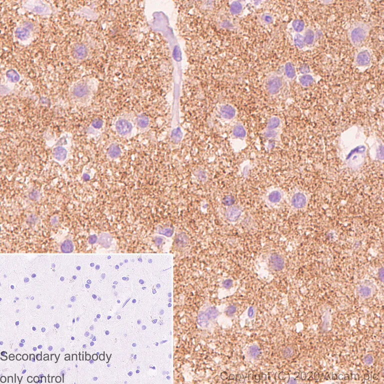 Immunohistochemistry (Formalin/PFA-fixed paraffin-embedded sections) - Anti-APLP1 antibody [AP1] (AB273448)