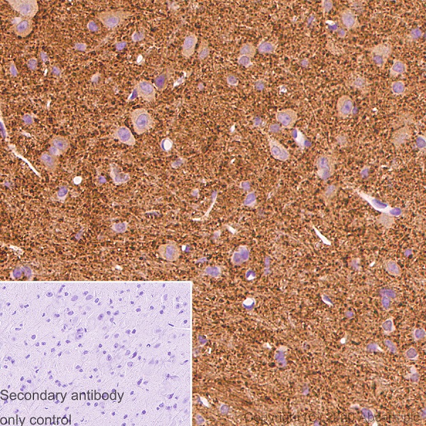 Immunohistochemistry (Formalin/PFA-fixed paraffin-embedded sections) - Anti-APLP1 antibody [AP1] (AB273448), expandable thumbnail