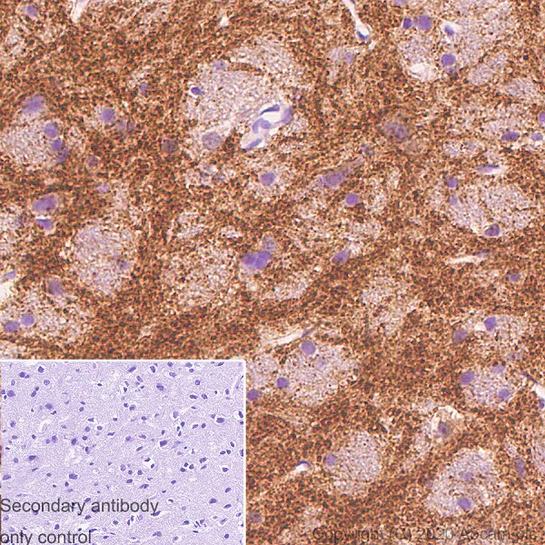 Immunohistochemistry (Formalin/PFA-fixed paraffin-embedded sections) - Anti-APLP1 antibody [AP1] (AB273448)