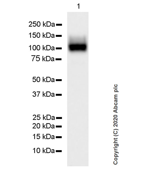 Western blot - Anti-APLP1 antibody [AP1] (AB273448), expandable thumbnail