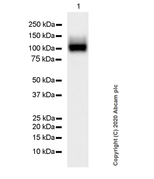 Western blot - Anti-APLP1 antibody [AP1] (AB273448)