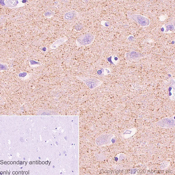 Immunohistochemistry (Formalin/PFA-fixed paraffin-embedded sections) - Anti-APLP1 antibody [AP1] - BSA and Azide free (AB273469)