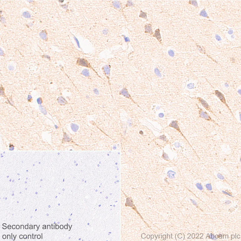 Immunohistochemistry (Formalin/PFA-fixed paraffin-embedded sections) - Anti-APLP1 antibody [EPR25737-10] (AB291070)