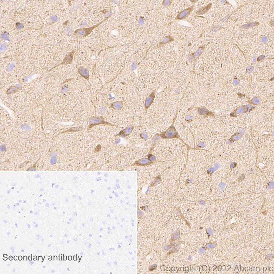 Immunohistochemistry (Formalin/PFA-fixed paraffin-embedded sections) - Anti-APLP1 antibody [EPR25737-10] (AB291070), expandable thumbnail
