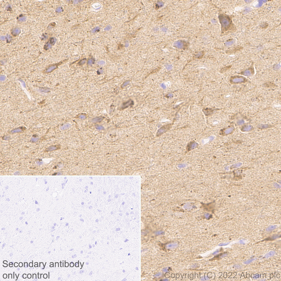Immunohistochemistry (Formalin/PFA-fixed paraffin-embedded sections) - Anti-APLP1 antibody [EPR25737-10] (AB291070), expandable thumbnail