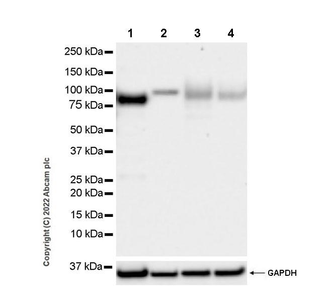 Western blot - Anti-APLP1 antibody [EPR25737-10] (AB291070), expandable thumbnail