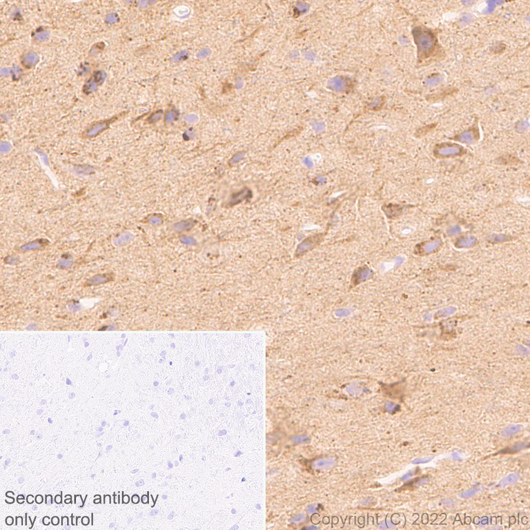 Immunohistochemistry (Formalin/PFA-fixed paraffin-embedded sections) - Anti-APLP1 antibody [EPR25737-10] (BSA and Azide free) (AB291097)