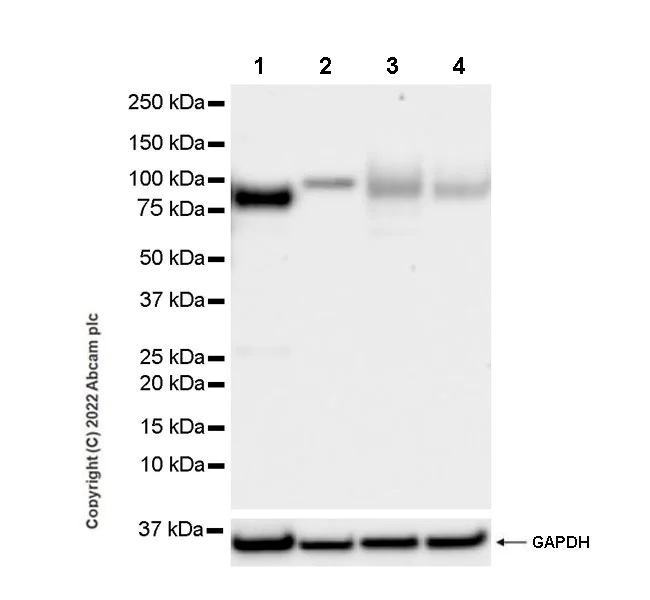 Western blot - Anti-APLP1 antibody [EPR25737-10] (BSA and Azide free) (AB291097)