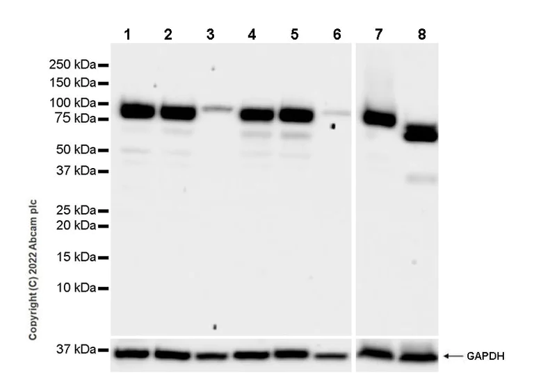 Western blot - Anti-APLP1 antibody [EPR25737-10] (BSA and Azide free) (AB291097)