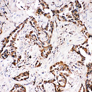 Immunohistochemistry (Formalin/PFA-fixed paraffin-embedded sections) - Anti-APLP1 antibody - N-terminal (AB191066), expandable thumbnail