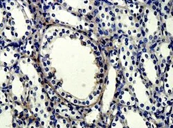 Immunohistochemistry (Formalin/PFA-fixed paraffin-embedded sections) - Anti-APLP2 antibody (AB128603)