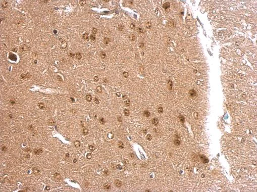 Immunohistochemistry (Formalin/PFA-fixed paraffin-embedded sections) - Anti-APLP2 antibody (AB137597)