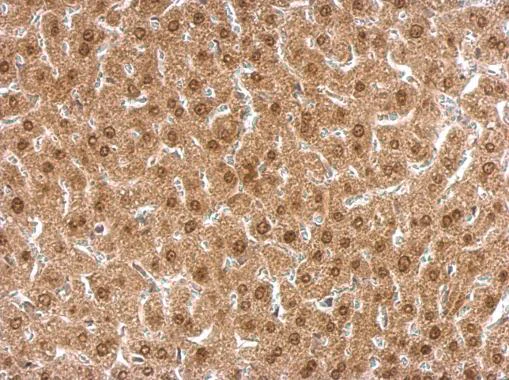 Immunohistochemistry (Formalin/PFA-fixed paraffin-embedded sections) - Anti-APLP2 antibody (AB137597)