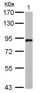 Western blot - Anti-APLP2 antibody (AB137597)