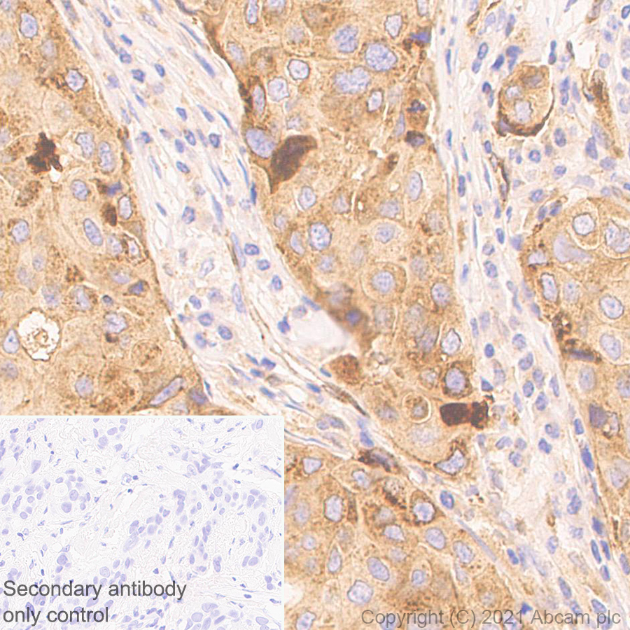 Immunohistochemistry (Formalin/PFA-fixed paraffin-embedded sections) - Anti-APLP2 antibody [EPR5938(2)] (AB140624)