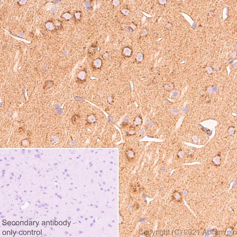 Immunohistochemistry (Formalin/PFA-fixed paraffin-embedded sections) - Anti-APLP2 antibody [EPR5938(2)] - BSA and Azide free (AB240117)
