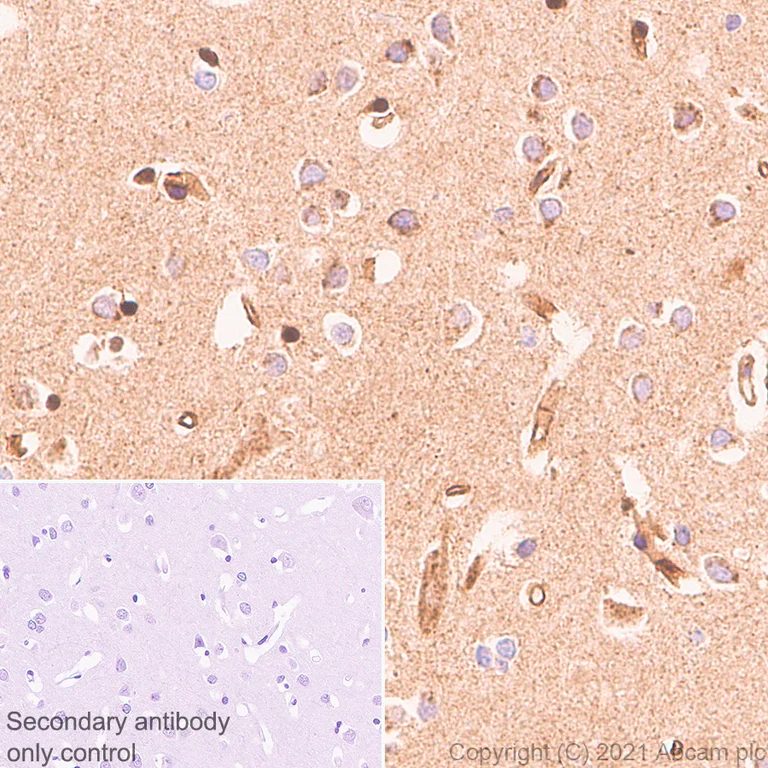 Immunohistochemistry (Formalin/PFA-fixed paraffin-embedded sections) - Anti-APLP2 antibody [EPR5938(2)] - BSA and Azide free (AB240117)