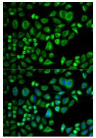 Immunocytochemistry/ Immunofluorescence - Anti-Apo-D antibody (AB196569)