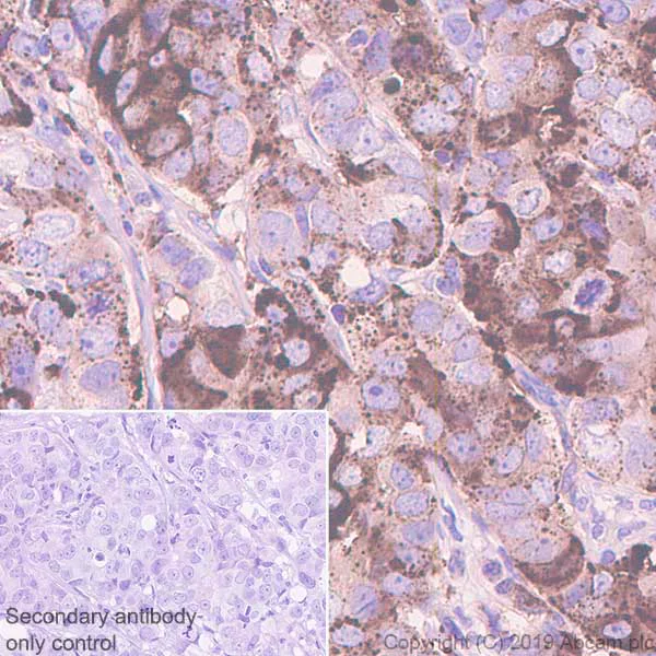 Immunohistochemistry (Formalin/PFA-fixed paraffin-embedded sections) - Anti-Apo-D antibody [EPR22967-72] (AB256496)