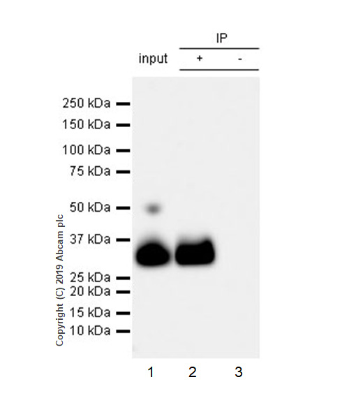 Immunoprecipitation - Anti-Apo-D antibody [EPR22967-72] (AB256496), expandable thumbnail