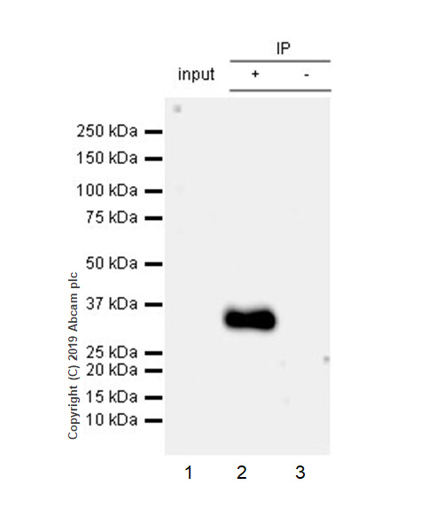 Immunoprecipitation - Anti-Apo-D antibody [EPR22967-72] (AB256496), expandable thumbnail