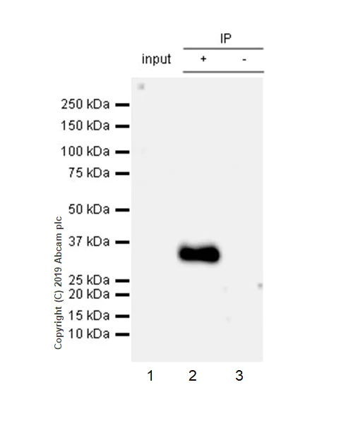 Immunoprecipitation - Anti-Apo-D antibody [EPR22967-72] (AB256496)