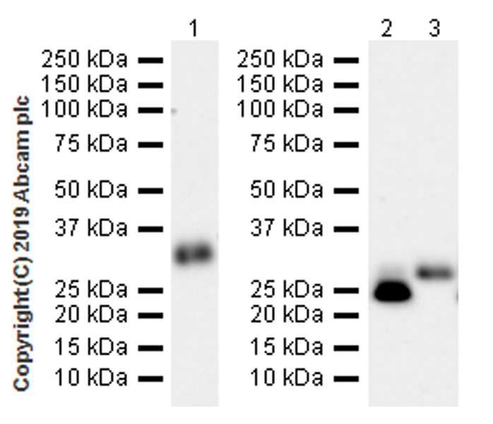 Western blot - Anti-Apo-D antibody [EPR22967-72] (AB256496), expandable thumbnail