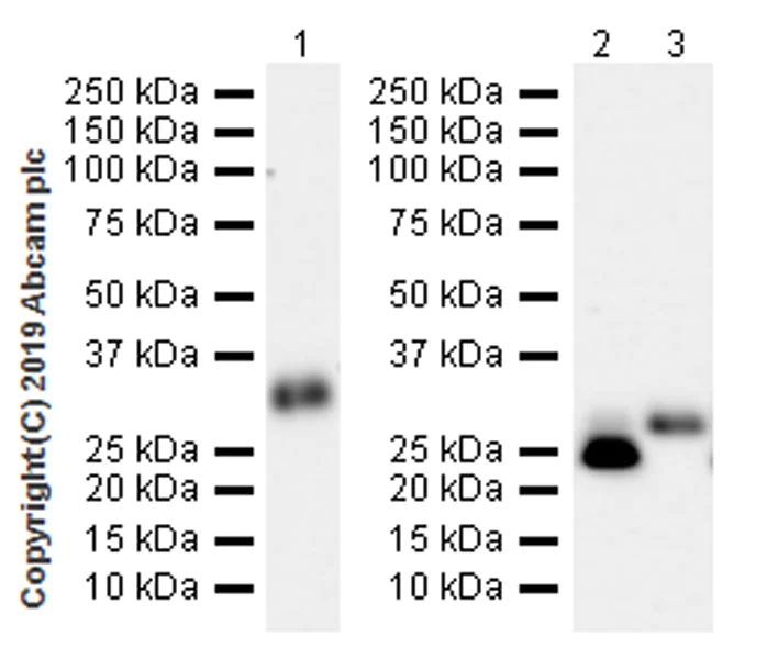 Western blot - Anti-Apo-D antibody [EPR22967-72] (AB256496)