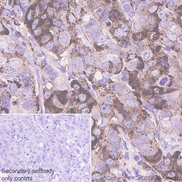 Immunohistochemistry (Formalin/PFA-fixed paraffin-embedded sections) - Anti-Apo-D antibody [EPR22967-72] - BSA and Azide free (AB261911)